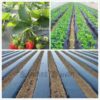 Black Agricultural Shade Film Strawberry